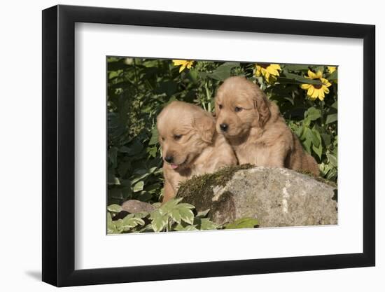 Golden Retriever Pup-Lynn M^ Stone-Framed Photographic Print