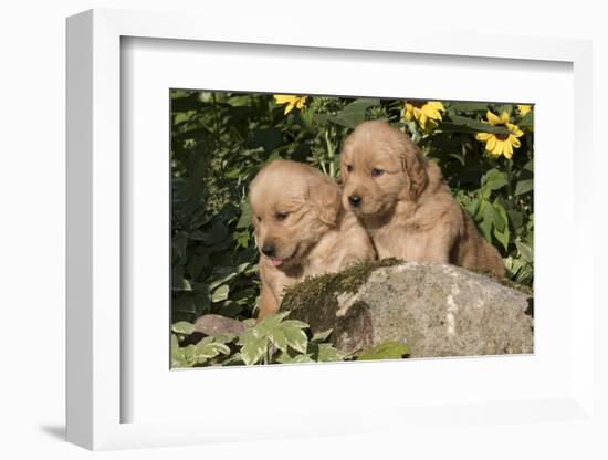 Golden Retriever Pup-Lynn M^ Stone-Framed Photographic Print