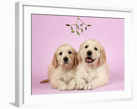 Golden Retriever Puppies (6 Weeks) Lying Down-null-Framed Photographic Print
