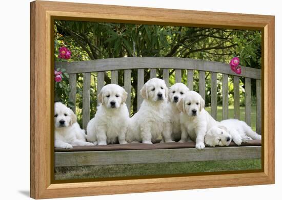 Golden Retriever Puppies on Garden Bench 7 Weeks-null-Framed Premier Image Canvas