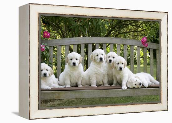 Golden Retriever Puppies on Garden Bench 7 Weeks-null-Framed Premier Image Canvas