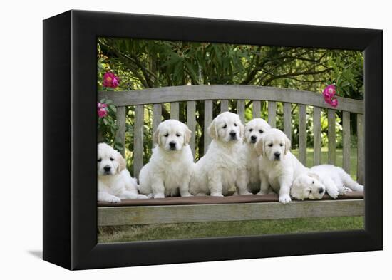 Golden Retriever Puppies on Garden Bench 7 Weeks-null-Framed Premier Image Canvas