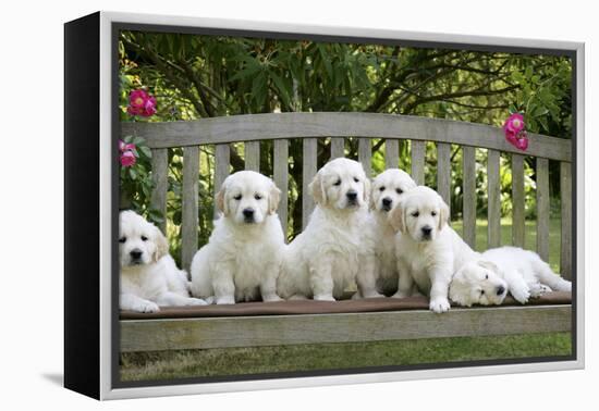 Golden Retriever Puppies on Garden Bench 7 Weeks-null-Framed Premier Image Canvas