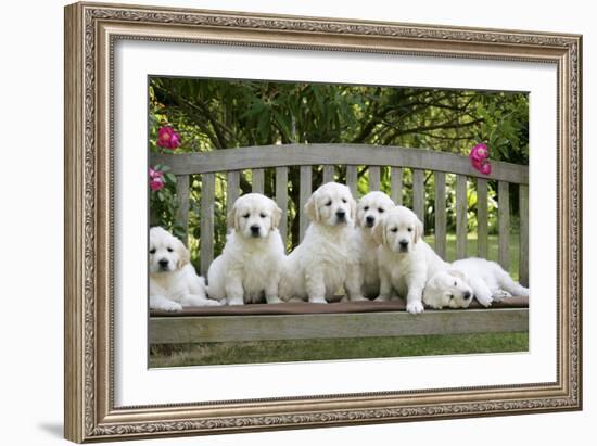 Golden Retriever Puppies on Garden Bench 7 Weeks-null-Framed Photographic Print