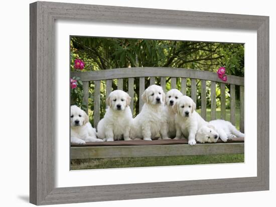 Golden Retriever Puppies on Garden Bench 7 Weeks-null-Framed Photographic Print