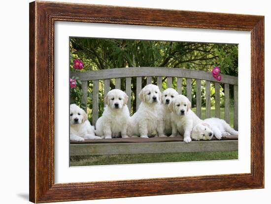 Golden Retriever Puppies on Garden Bench 7 Weeks-null-Framed Photographic Print