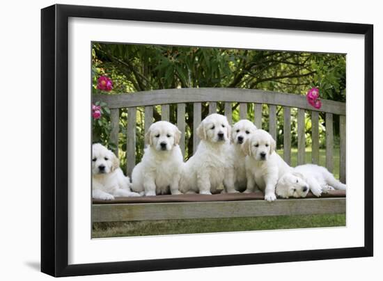 Golden Retriever Puppies on Garden Bench 7 Weeks--Framed Photographic Print