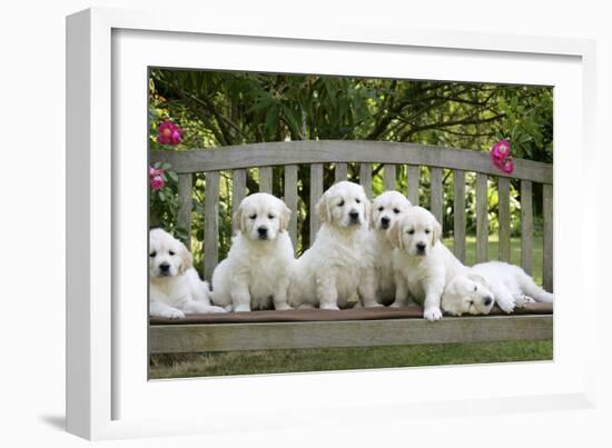 Golden Retriever Puppies on Garden Bench 7 Weeks-null-Framed Photographic Print