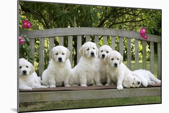 Golden Retriever Puppies on Garden Bench 7 Weeks-null-Mounted Photographic Print