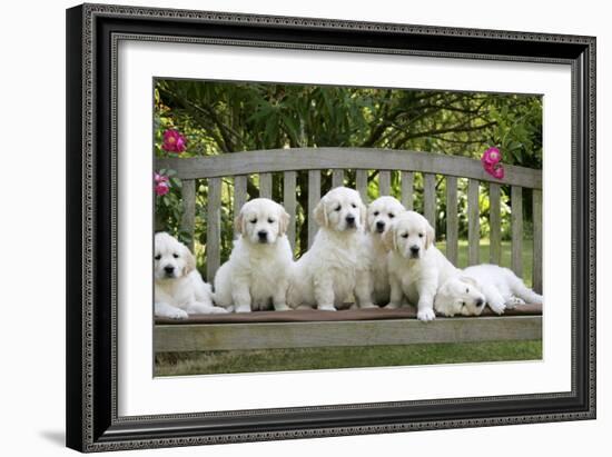 Golden Retriever Puppies on Garden Bench 7 Weeks-null-Framed Photographic Print