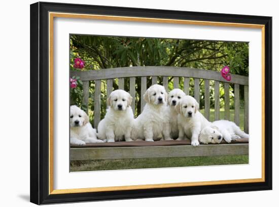 Golden Retriever Puppies on Garden Bench 7 Weeks-null-Framed Photographic Print