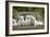 Golden Retriever Puppies on Garden Bench 7 Weeks-null-Framed Photographic Print