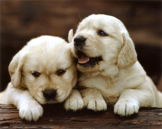 pix Golden Retriever Puppy Pictures To Print golden retriever puppies