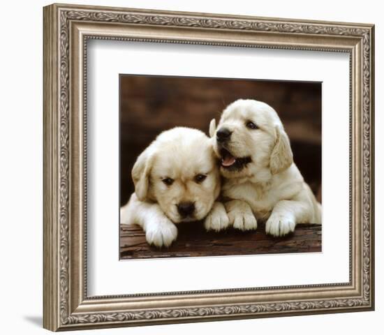 Golden Retriever Puppies-null-Framed Art Print