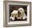 Golden Retriever Puppies-null-Framed Art Print