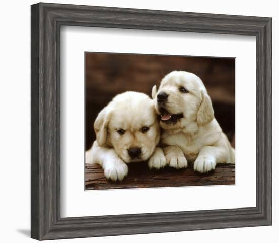 Golden Retriever Puppies-null-Framed Art Print