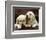 Golden Retriever Puppies-null-Framed Art Print