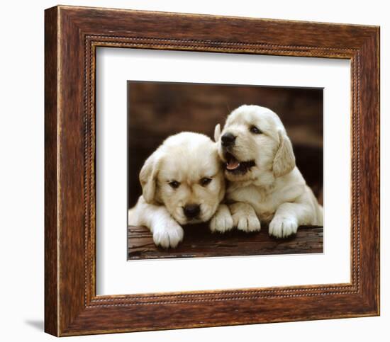 Golden Retriever Puppies-null-Framed Art Print