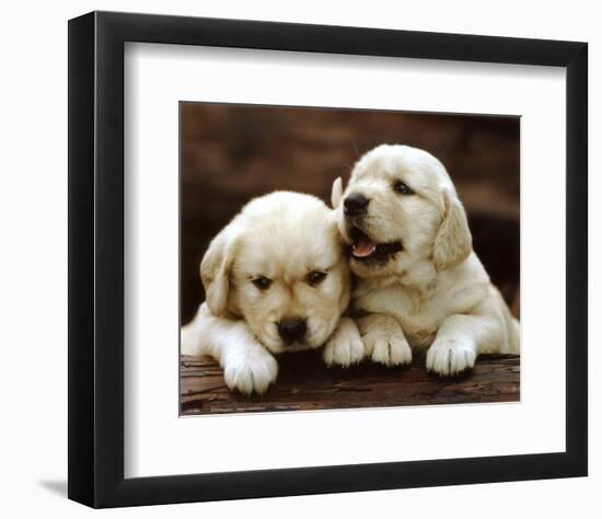 Golden Retriever Puppies-null-Framed Art Print