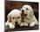 Golden Retriever Puppies-null-Mounted Art Print