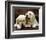 Golden Retriever Puppies-null-Framed Art Print