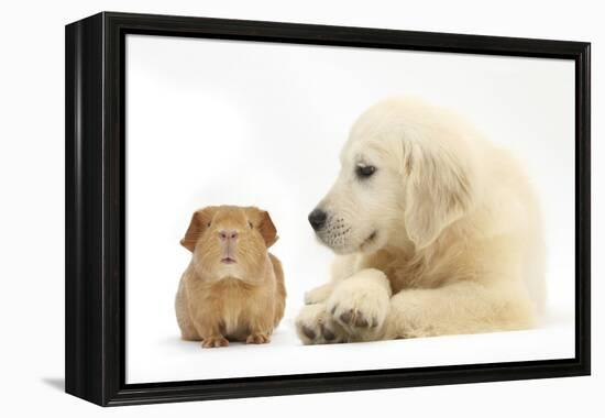 Golden Retriever Puppy, 16 Weeks, Looking at Red Guinea Pig-Mark Taylor-Framed Premier Image Canvas