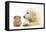 Golden Retriever Puppy, 16 Weeks, Looking at Red Guinea Pig-Mark Taylor-Framed Premier Image Canvas