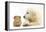 Golden Retriever Puppy, 16 Weeks, Looking at Red Guinea Pig-Mark Taylor-Framed Premier Image Canvas