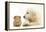 Golden Retriever Puppy, 16 Weeks, Looking at Red Guinea Pig-Mark Taylor-Framed Premier Image Canvas