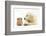 Golden Retriever Puppy, 16 Weeks, Looking at Red Guinea Pig-Mark Taylor-Framed Photographic Print