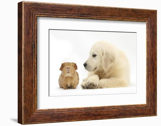 Golden Retriever Puppy, 16 Weeks, Looking at Red Guinea Pig-Mark Taylor-Framed Photographic Print