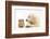 Golden Retriever Puppy, 16 Weeks, Looking at Red Guinea Pig-Mark Taylor-Framed Photographic Print