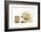 Golden Retriever Puppy, 16 Weeks, Looking at Red Guinea Pig-Mark Taylor-Framed Photographic Print