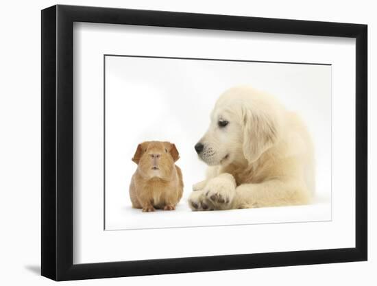 Golden Retriever Puppy, 16 Weeks, Looking at Red Guinea Pig-Mark Taylor-Framed Photographic Print