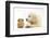 Golden Retriever Puppy, 16 Weeks, Looking at Red Guinea Pig-Mark Taylor-Framed Photographic Print