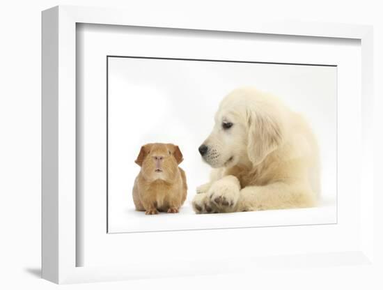 Golden Retriever Puppy, 16 Weeks, Looking at Red Guinea Pig-Mark Taylor-Framed Photographic Print