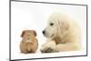 Golden Retriever Puppy, 16 Weeks, Looking at Red Guinea Pig-Mark Taylor-Mounted Photographic Print