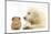 Golden Retriever Puppy, 16 Weeks, Looking at Red Guinea Pig-Mark Taylor-Mounted Photographic Print