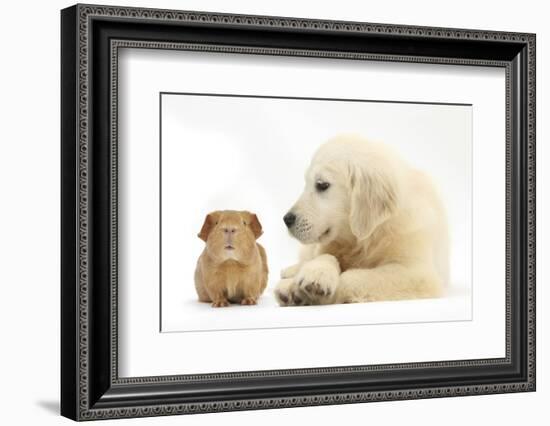 Golden Retriever Puppy, 16 Weeks, Looking at Red Guinea Pig-Mark Taylor-Framed Photographic Print