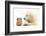 Golden Retriever Puppy, 16 Weeks, Looking at Red Guinea Pig-Mark Taylor-Framed Photographic Print