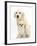 Golden Retriever Puppy, 16 Weeks, with Cream Shih-Tzu Puppy, 7 Weeks-Mark Taylor-Framed Photographic Print