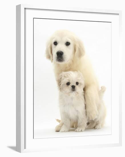 Golden Retriever Puppy, 16 Weeks, with Cream Shih-Tzu Puppy, 7 Weeks-Mark Taylor-Framed Photographic Print