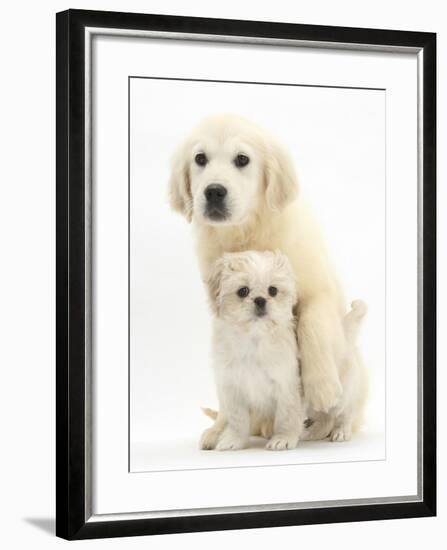 Golden Retriever Puppy, 16 Weeks, with Cream Shih-Tzu Puppy, 7 Weeks-Mark Taylor-Framed Photographic Print