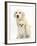 Golden Retriever Puppy, 16 Weeks, with Cream Shih-Tzu Puppy, 7 Weeks-Mark Taylor-Framed Photographic Print