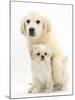 Golden Retriever Puppy, 16 Weeks, with Cream Shih-Tzu Puppy, 7 Weeks-Mark Taylor-Mounted Photographic Print