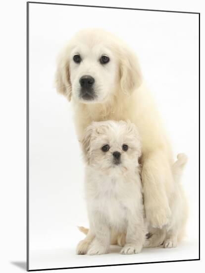 Golden Retriever Puppy, 16 Weeks, with Cream Shih-Tzu Puppy, 7 Weeks-Mark Taylor-Mounted Photographic Print
