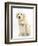 Golden Retriever Puppy, 16 Weeks, with Cream Shih-Tzu Puppy, 7 Weeks-Mark Taylor-Framed Photographic Print