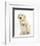 Golden Retriever Puppy, 16 Weeks, with Cream Shih-Tzu Puppy, 7 Weeks-Mark Taylor-Framed Photographic Print