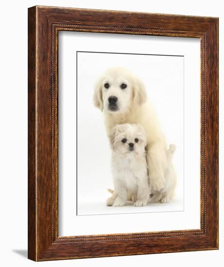 Golden Retriever Puppy, 16 Weeks, with Cream Shih-Tzu Puppy, 7 Weeks-Mark Taylor-Framed Photographic Print