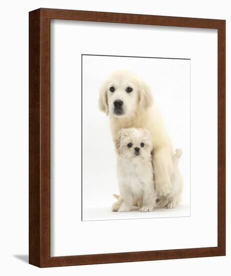 Golden Retriever Puppy, 16 Weeks, with Cream Shih-Tzu Puppy, 7 Weeks-Mark Taylor-Framed Photographic Print